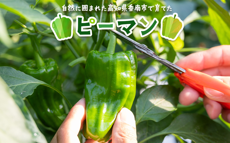 【先行受付】高知県香南市産採れたてピーマン1.5kg - 野菜 やさい 新鮮 国産 肉厚 炒め物 肉詰め 料理 高知県 香南市 冷蔵 im-0002