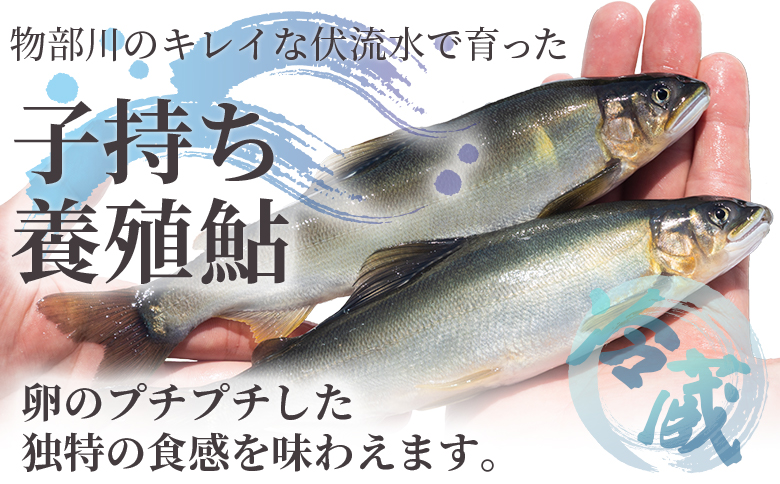高知県産 生子持ち鮎 3kg 物部川のキレイな伏流水で育った 養殖鮎 詰合せ カネミツ養鮎 kt-0006