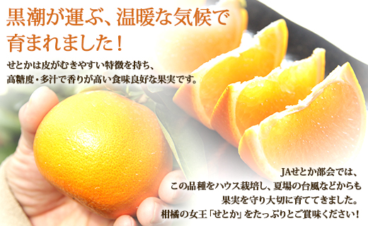 【2026年先行予約】とろっとジューシー柑橘の女王 せとか 8～14玉 ku-0041