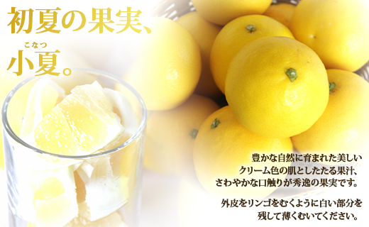 【2026年3月より順次配送】小夏 高知県 5kg 甘酸っぱさがギュッと詰まった ku-0049