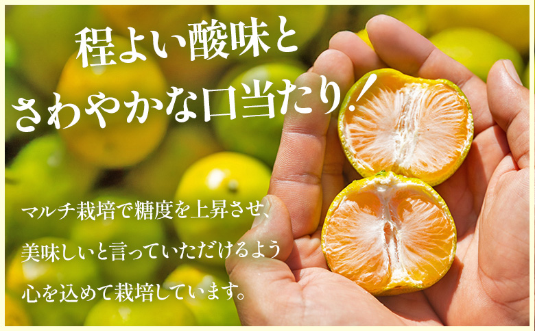 【2026年出荷分】グリーンみかん(2S～Mサイズ) 5kg 家庭用 丸萬農園 mn-0016