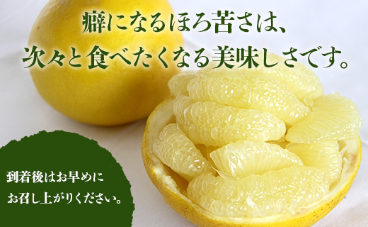 【先行予約】土佐文旦 約3kg（2L～4Lサイズ）- 期間 数量限定 果物 くだもの フルーツ 柑橘類 果実 ぶんたん ブンタン 美味しい フレッシュ ジューシー 果汁 間城農園 3キロ ザボン ボンタン お取り寄せ とりよせ 特産品 贈答 高知県 香南市 ms-0064 約3kg