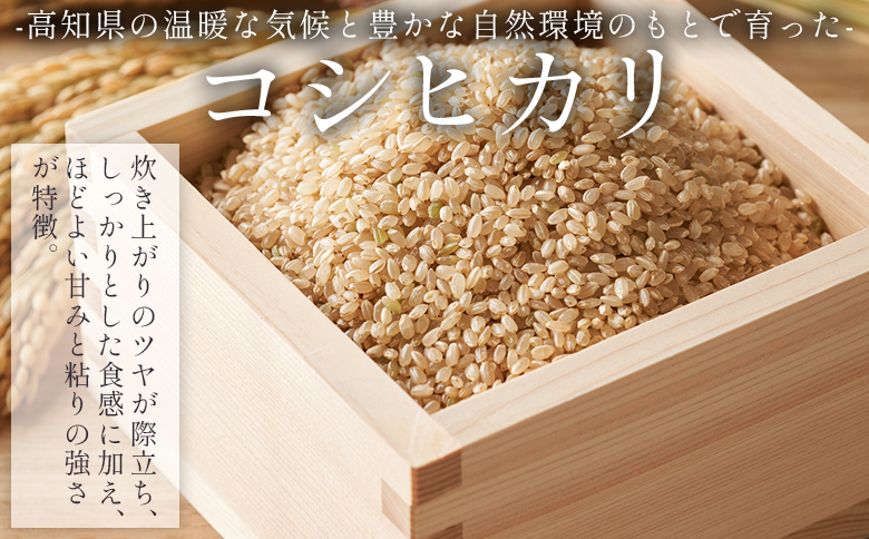 特別栽培米 コシヒカリ 玄米 30kg - 国産 米 お米 おこめ こしひかり 玄米 ごはん おにぎり おむすび ご飯 農業公社 高知県 香南市 常温 nu-0009 1回配送 玄米 約30kg