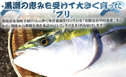 中山水産 手結沖養殖「勝ブリ」 1匹(5kg～6kg) ny-0010
