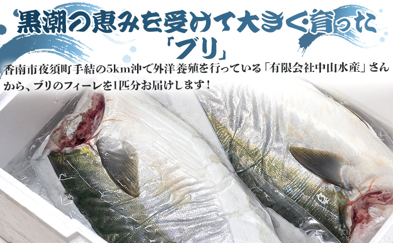 ぶり 半身 鰤 フィレ 約3.2kg～3.9kg 刺身 - 期間限定 魚 ぶり 鰤 寒ブリ 海鮮 鮮魚 魚介類 切り身 海の幸 ギフト お刺身 煮物 焼き魚 おかず 産地直送 のし対応可 高知県 香南市 ny-0011