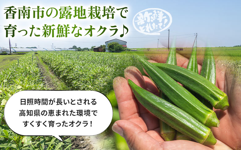 【2026年発送分】オクラ 2kg(200本前後) - おくら 野菜 やさい 新鮮 朝どれ 朝採れ 朝収穫 季節 旬 露地栽培 国産 香南市産 おきゃんぴー農園 高知県 香南市 冷蔵 on-0034 約2kg（200本前後）