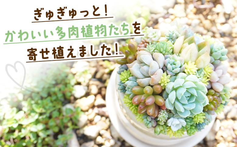 その他多肉植物 HAZAN こんばんは！ 10月25日(土) 本日もお天気がぐずつく中多数様のご来店
