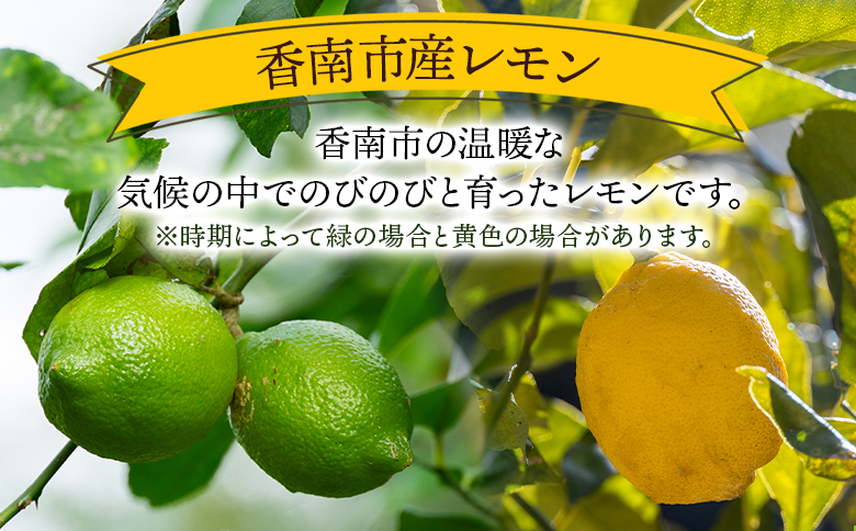 レモン 1kg - 香南市産 国産 檸檬 れもん 果物 くだもの フルーツ 野菜 柑橘 果汁 料理 アレンジ はちみつレモンパウンドケーキ 高知県 香南市 常温 冷蔵 sj-0008 約1kg