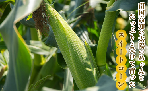 【先行受付】朝どれ とうもろこし 2.5kg以上(7～8本)