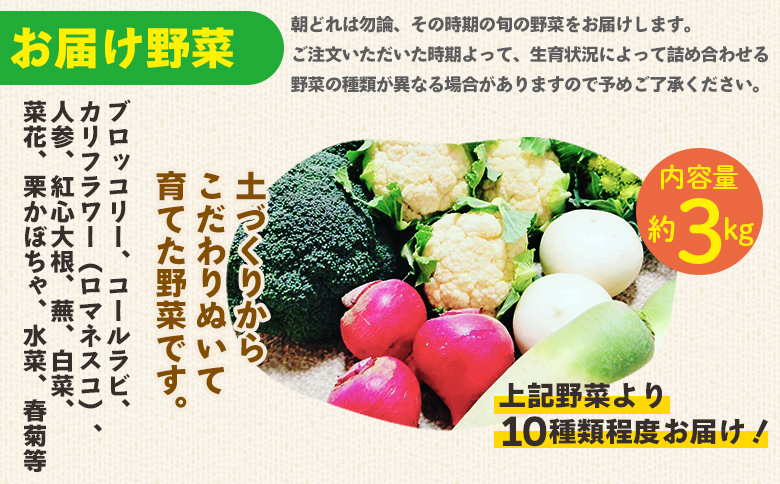 野菜 まさに旬 ほっこり温野菜セット sy-0006