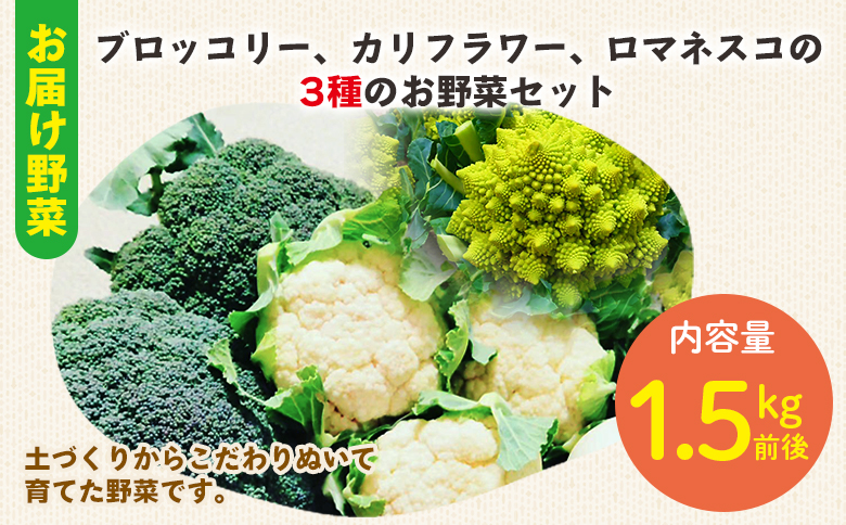 食べ比べセット ブロッコリー カリフラワー ロマネスコ 全3種 - やさい 詰め合わせ 詰合せ 簡単料理 朝採れ 新鮮 無農薬 産地直送 旬彩ファームやまさき 高知県 香南市「2026年1月中旬より順次配送」 sy-0007