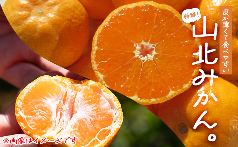 【2026年11月中旬より順次配送】高橋農園 山北みかん5kg(露地・Ｓ～Ｍ)ギフト用 th-0024