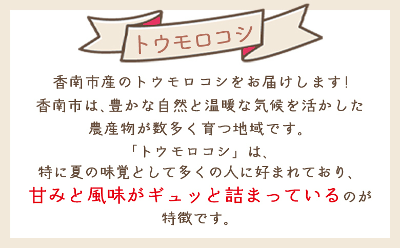 【令和8年6月中旬発送開始】トウモロコシ 20本 家庭用 yr-0077