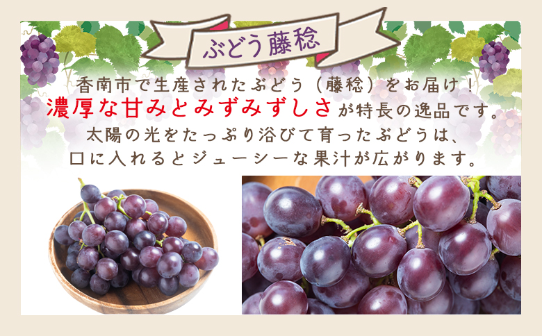 ぶどう 藤稔 ２P yr-0098