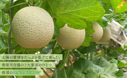 【２回定期便】夜須のエメラルドメロン 1玉 Wyu-0029