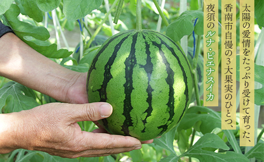 【２回定期便】ルナ・ピエナスイカ(中玉) 2玉 Wyu-0066 2玉【2回定期便】 中玉