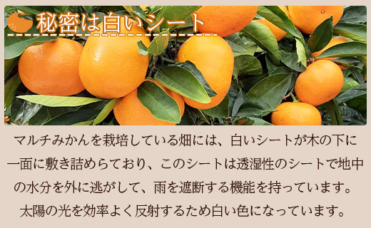 <2027年1月中旬より順次配送＞土佐乃かなや マルチ 献上みかん「倭香(わか)」2.8kg be-0105