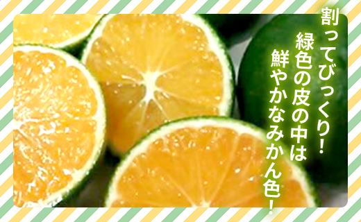 【2026年9月中旬より順次配送】土佐乃かなや マルチ グリーンみかん 約5kg be-0107