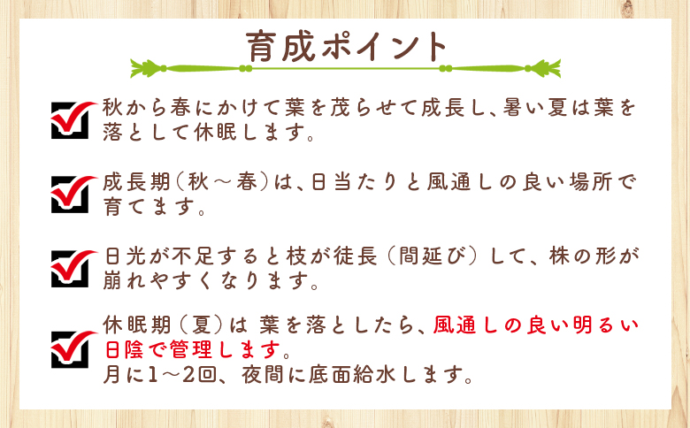 ユーフォルビオイデス オトンナ cc-0003