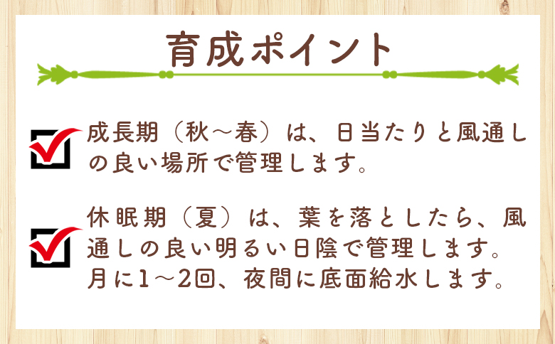 パベルカエ オトンナ cc-0008