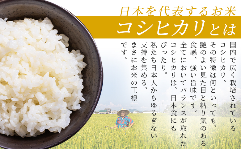 新米 令和7年産 コシヒカリ 約5kg - 国産 高知県産 精米 白米 db-0039