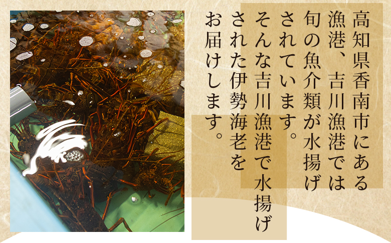 伊勢海老 計750g(1～3匹) 冷凍 - 訳あり 国産 エビ えび 海鮮 魚介 産地直送 プリプリ 味噌汁 刺身 焼き物 汁物 えび蔵 高知県 香南市 冷凍 10000円以上 1万円以上 eb-0025