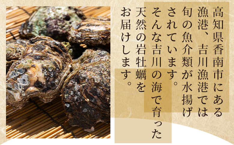 【先行受付】岩牡蠣(殻付き) 2kg 冷蔵 加熱用＜出荷期間：2026年5月～10月＞国産 カキ かき 牡蠣 魚介 海鮮 貝類 殻つき 天然 産地直送 肉厚 フライ 焼き牡蠣 海の幸 えび蔵 高知県 香南市 冷蔵 eb-0034
