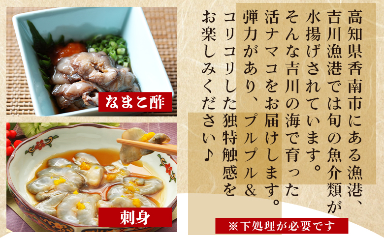 活ナマコ 1kg 赤ナマコ - 国産 産地直送 赤なまこ なまこ ナマコ 海鼠 海産物 海鮮 魚介類 刺身 刺し身 炒め物 塩辛 このわた えび蔵 高知県 香南市 冷蔵 eb-0039