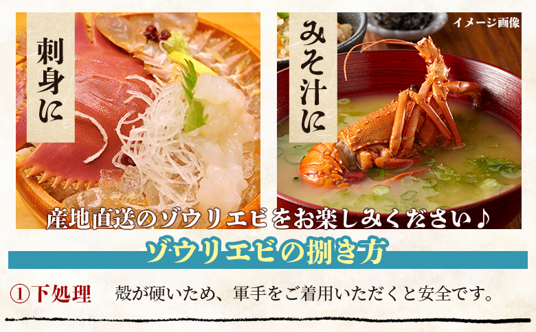 【数量限定】活 ゾウリエビ 約200～250g(1尾～2尾) - 海老 国産 エビ えび 海鮮 魚介 産地直送 プリプリ 味噌汁 刺身 焼き物 汁物 えび蔵 高知県 香南市 冷蔵 10000円以上 1万円以上 eb-0053