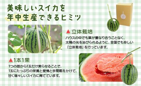 【期間限定】江本農園の2月真冬アンテナスイカ 1玉 - 果物 フルーツ すいか 西瓜 のし 数量限定 おやつ デザート em-0016