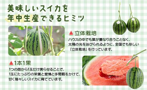 【期間限定】江本農園の2月真冬アンテナスイカ2玉 - 数量限定 果物 くだもの フルーツ すいか 西瓜 のし 熨斗 甘い あまい デザート 美味しい おいしい おやつ 瑞々しい 香南市 em-0021