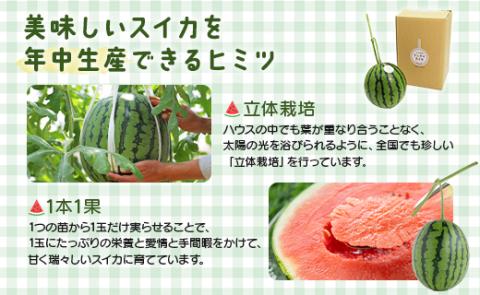【期間限定】江本農園の4月春アンテナスイカ1玉 - すいか 贈り物フルーツ 果物大好き 食後 デザート おやつ em-0022