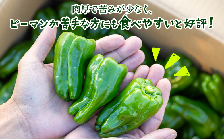 【先行受付】高知県香南市産採れたてピーマン3kg - 野菜 やさい 新鮮 国産 肉厚 炒め物 肉詰め 料理 高知県 香南市 冷蔵 im-0004