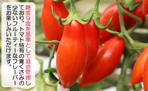 乙女の涙 スウィーティア ミニトマト 3kg - ミニトマト プチトマト フルーツトマト ギフト のし対応 高糖度 お歳暮 御歳暮 贈答用 贈り物 クリスマス 年末年始 is-0018