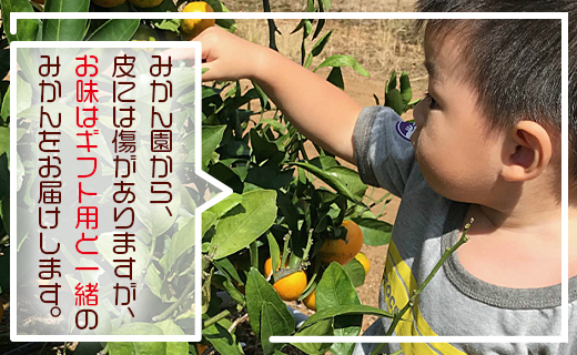【先行予約】土佐の高知のくだもの畑 みかん(家庭用)5kg - みかん 訳あり 母の日 アイス みかんジュース ミカン kd-0025