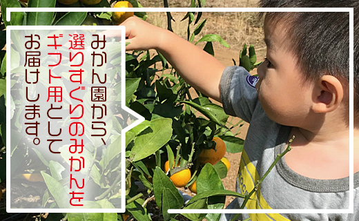 【先行予約】土佐の高知のくだもの畑 みかん（ギフト用）約5kg - 温州みかん ミカン 蜜柑 柑橘 柑橘類 フルーツ 果物 くだもの 熨斗 のし対応可 贈り物 贈答用 贈答品 プレゼント ギフト お祝い 感謝 お礼 高知県 香南市 kd-0026