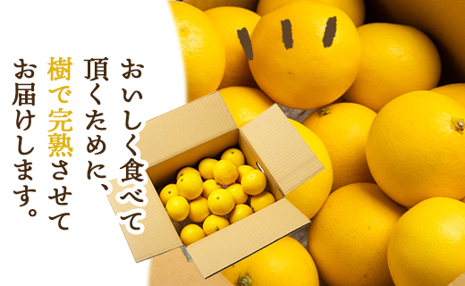 【2026年出荷分】【日向夏】ハウス小夏 2.5kg(ギフト用) 高知 土佐 こなつ 果物 フルーツ 土佐の高知のくだもの畑 【先行予約】 - ミカン みかん 蜜柑 柑橘 ハウス 果物 フルーツ こなつ 贈答用 贈り物 のし対応可 熨斗 国産 kd-0031