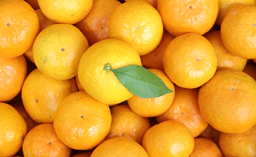 【ブランドみかん】 山北みかん5kg 家庭用