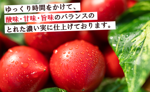 【先行受付】家庭用 野菜ソムリエが育てた フルーツトマト 500g×6袋 合計3kg mj-0022