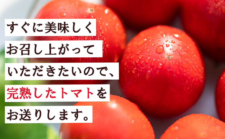 野菜ソムリエが育てた うしの惠フルーツトマト 1kg(500g×2) mj-0025