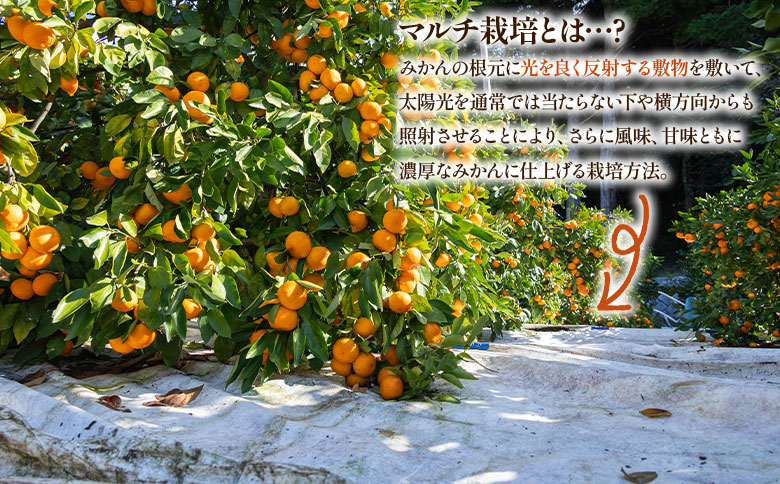 【2025年出荷分】訳あり 露地みかん(2S～Mサイズ) 5kg＋約100g (傷み補償分) 丸萬農園 mn-0004