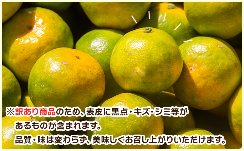 【2026年出荷分】グリーンみかん(2S～Mサイズ) 5kg 家庭用 丸萬農園 mn-0016