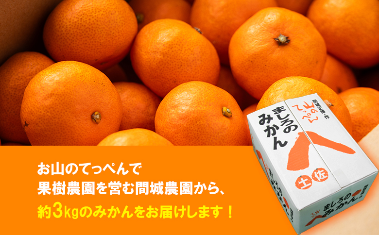 【数量限定】山のてっぺん 間城農園 みかん 約3kg - 送料無料 温州みかん ミカン 蜜柑 フルーツ 柑橘 果物 くだもの 甘い あまい おいしい 期間限定 配送日指定不可 高知県 香南市【常温】ms-0045