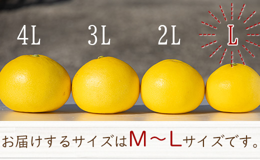 土佐文旦 10kg 小玉 (М～Lサイズ) 先行予約 果物 フルーツ 柑橘 ms-0081