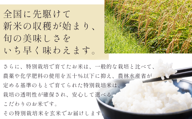 特別栽培米 コシヒカリ 玄米 30kg - 国産 米 お米 おこめ こしひかり 玄米 ごはん おにぎり おむすび ご飯 農業公社 高知県 香南市 常温 nu-0009 1回配送 玄米 約30kg