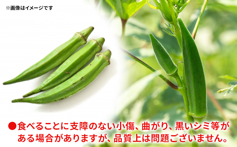【2026年発送分】オクラ1kg(100本前後) - おくら 野菜 やさい 新鮮 朝どれ 朝採れ 朝収穫 季節 旬 露地栽培 国産 香南市産 おきゃんぴー農園 高知県 香南市 冷蔵 on-0032 約1kg（100本前後）