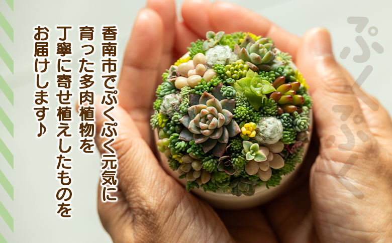 多肉植物 多肉 寄せ植え 1個 - 鉢植え インテリア ガーデニング おしゃれ グリーン プレゼント 観葉植物 多肉 植物 寄せ植え かわいい お楽しみ 自然 PUKUTTO 高知県 香南市 pk-0004