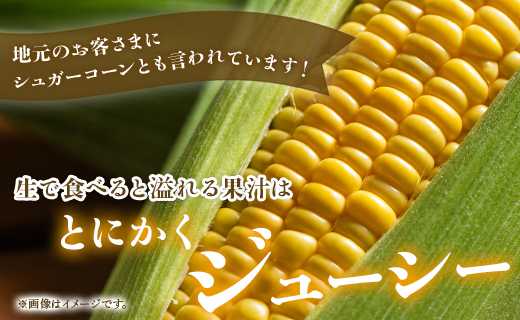 【2026年5月下旬より順次配送】とうもろこし 12～15本 sy-0002