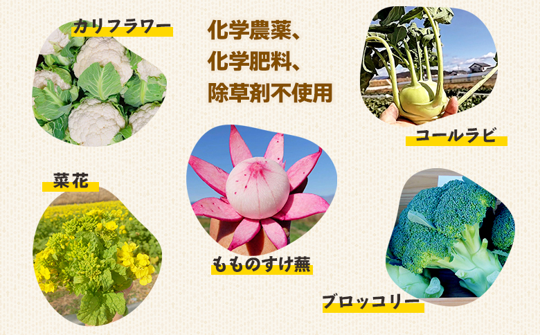 野菜 まさに旬 ほっこり温野菜セット sy-0006