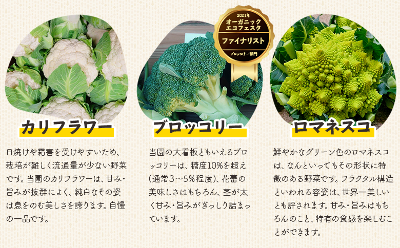 食べ比べセット ブロッコリー カリフラワー ロマネスコ 全3種 - やさい 詰め合わせ 詰合せ 簡単料理 朝採れ 新鮮 無農薬 産地直送 旬彩ファームやまさき 高知県 香南市「2026年1月中旬より順次配送」 sy-0007